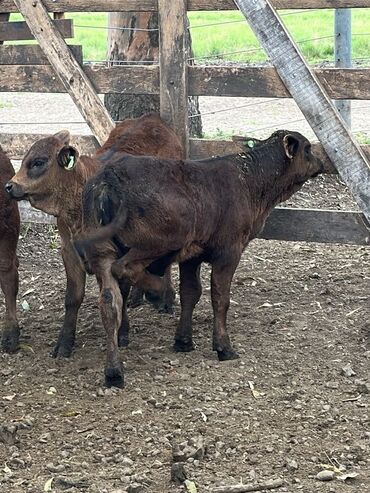 Dana, buzov: Məhsul: Qara və tünd qəhvəyi rəngli buzovlar (ətlik tip) Təsvir: - — 13