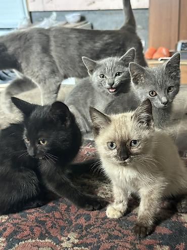коты бишкек: Отдаю даром котят — 4