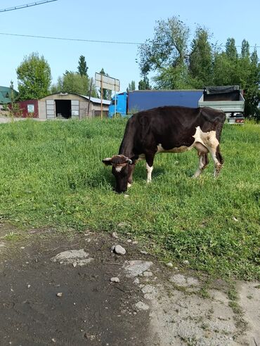 сментал карова: Продаю | Корова (самка) | Якутская | После отела