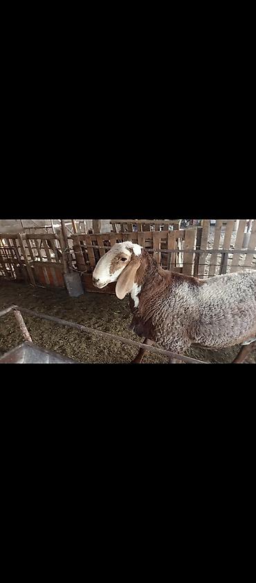 Продаю | Баран (самец) | Для разведения