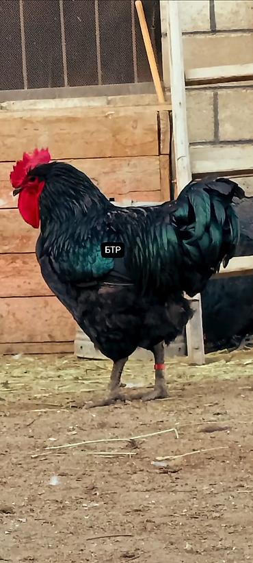 Птицы: Джерсийский гигант жумурткага жана жөжөлөргө заказ алабыз — 13