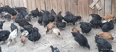 Мясо страуса: Ушул Джерсийкий гигант парода Дакен парода баар тоок Эт жумуртка — 7