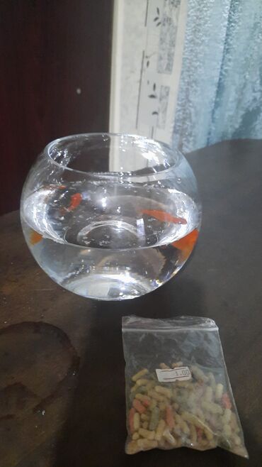 baliqlarin qiymeti: Yumru akvarium, Balıqlarla birlikdə, 1 l