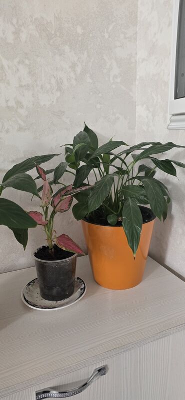 большие комнатные цветы: Комнатные растения в горшках. 1) Спатифиллум (Spathiphyllum) — пышный