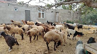 Mal-qara: Qoyun-keçi sürüsü Məhsul təsviri: - Qarışıq sürü: qoyun və keçilər — 4