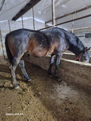 Лошади, кони: Продаю | Жеребец | Рабочий | Осеменитель — 7