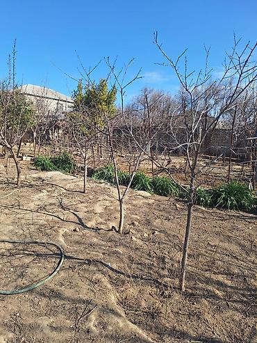 Torpaq sahələrinin satışı: Kənd təsərrüfatı — 5