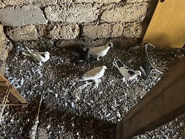 goyərcin şəkli: Lələkli nişanlı quşlardı cütlərdə var içində — 3
