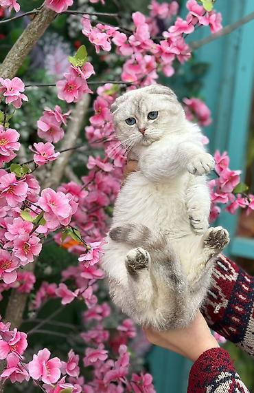 Кошки: Шотландская вислоухая — 3