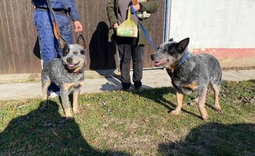 Psi: Na prodaju štenci (MUŽJAK I ŽENKA) Australijskog Govedara, jedne od na lalafo.rs — 11 Psi: Na prodaju štenci (MUŽJAK I ŽENKA) Australijskog Govedara, jedne od — 11