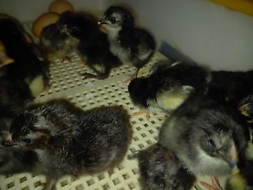 heyrati yumurtası: Məhsul: Mayalı Alman Australorp (Avstrolorp) yumurtaları Təsvir: - — 2