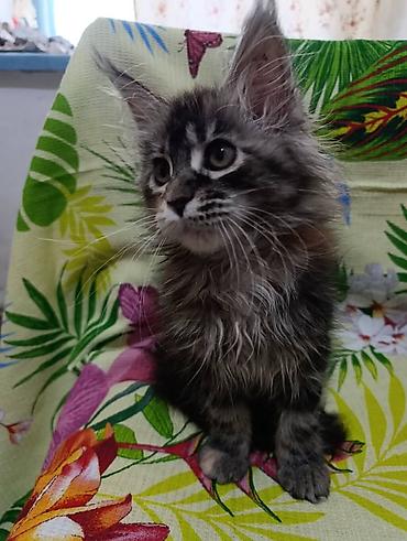 Продажа кошек: Гиганты Кошачьего мира❤️ Мейн-Куны❤️❤️❤️Мини питомник не клеточного — 3