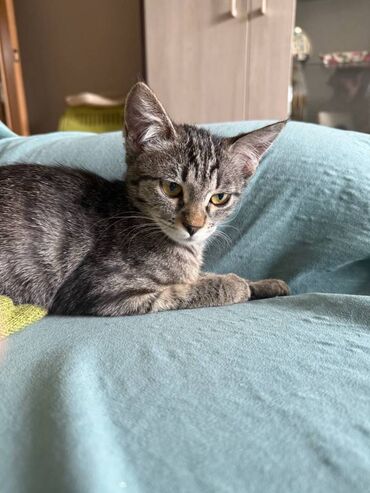 коты отдам даром: Котёнку 3 месяца, девочка. Котёнок очень любознательный, приучен к