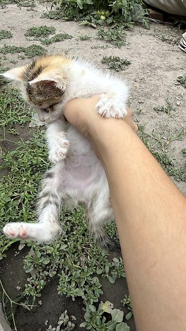 Отдам даром кошку: Котята: мальчик и девочка К латку приучены, игривые кушают очень — 18