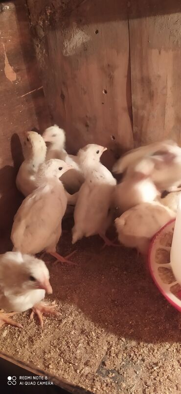 курица живая: Продаю | Куры, Цыплята | Брама