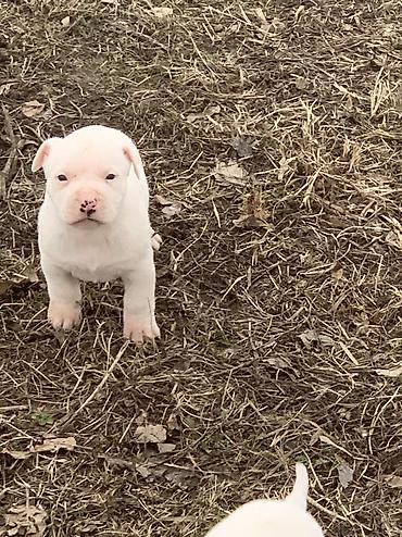 Продажа собак: Питбуль, 1 месяц, Самец — 9