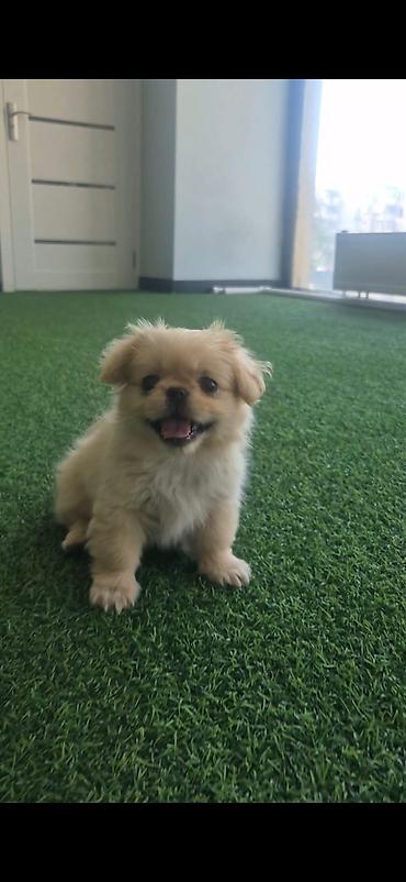 Pekines, 4 ay, Dişi, Ünvandan götürmə lalafo.az -da Pekines, 4 ay, Dişi, Ünvandan götürmə