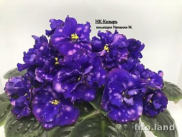 Фиалки и глоксинии: В продаже крупные детки и стартеры, взрослые сортовые фиалки, Отправка — 11