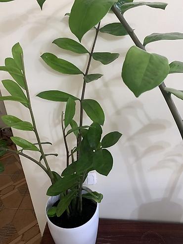 замиокулькас: Замиокулькас (ZZ plant) в декоративных горшках Все 4 оптом - 11000 В — 4