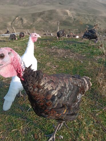 Hinduşka: Məhsul: Təbii şəraitdə bəslənən hinduşkalar Təsvir: - Açıq otlaqda — 3