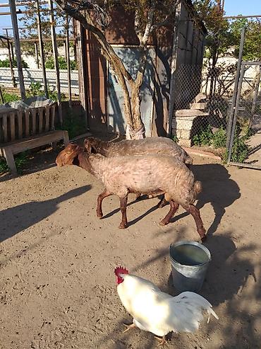 binə atciliq: Qurbanlığ və ya damazlığ qoclardı 1 il 7aylığdı ünvan Binə qəsəbəsində — 3