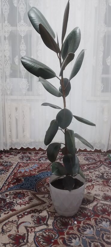 цветок фикус березка: Фикус 1,30 м