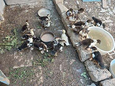 ordey balası: Tek tek goturene 13 kom goturene cuzi asagi verecem — 2