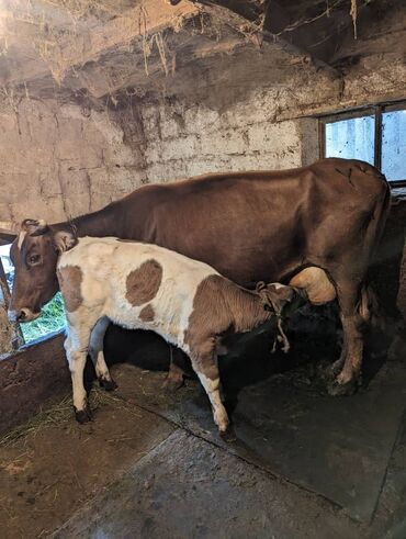 Коровы, быки: Продаю | Корова (самка), Музоо, торпок | Алатауская | Для молока | После отела