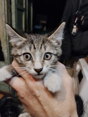 корниш рекс: Котёнок, полосато-белый окрас (серый табби с белыми лапками и — 2