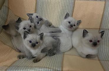 Pişiklər: Britan, Erkək, Dişi — 4