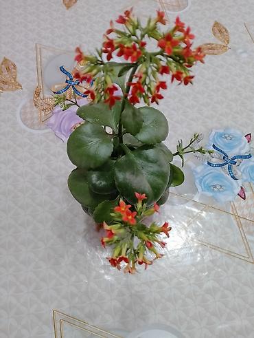 Каланхоэ: Джалал абад — 1