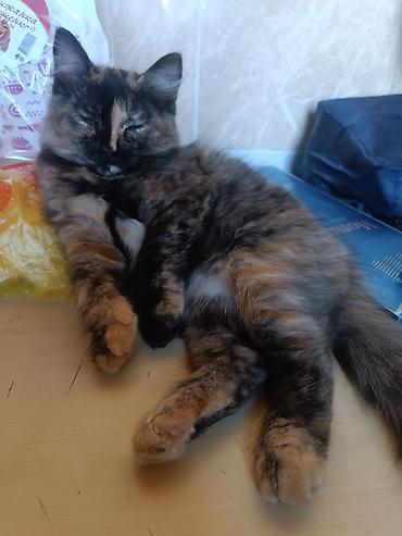 кошка свинкс: Кошка даром: Беспородная, Девочка, Приучена к лотку — 2