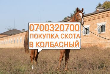 продаю циплят: Покупка скота на забой и на откорм в колбасный цех