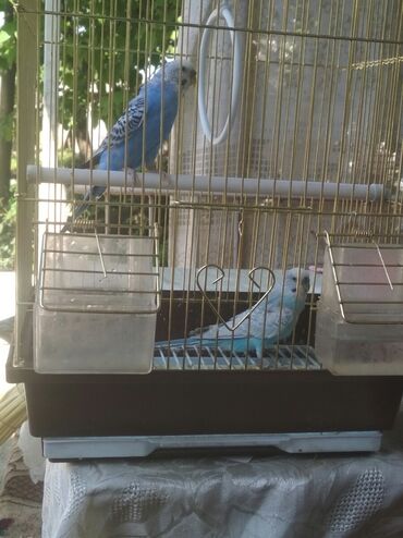 домик для птиц: Попугаи цена 2500 сом за 1 попугая есть клетка её цена 750 сом им