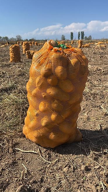 картошка рез: Картошка Джелли — 1