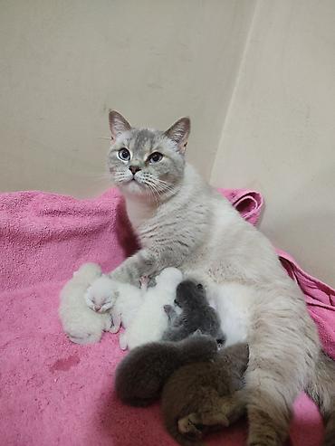 Pişiklər: Britan -da lalafo.az — 9 Pişiklər: Britan — 9