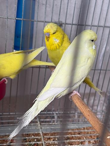 cex quşlar: Cex balalar ve 1 sari qizgin cute hazir erkek 2 vistivka — 2