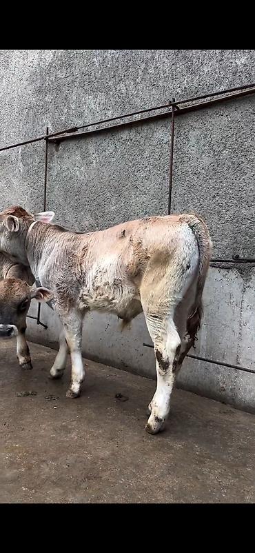 Dana, buzov: Məhsul: Dana balaları (2 baş) Xüsusiyyətlər: - Cins tipi: yerli -da lalafo.az — 15 Dana, buzov: Məhsul: Dana balaları (2 baş) Xüsusiyyətlər: - Cins tipi: yerli — 15