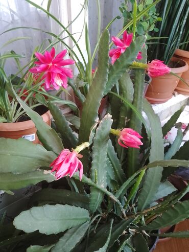 kaktus gülü: Epifilium dibçek gulu satilir,kaktusun bir novudur,çox gozel çiçekleri