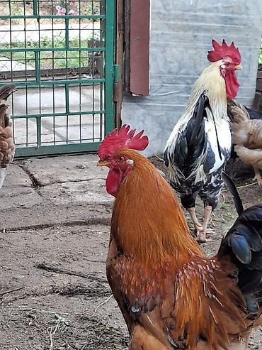 Xoruzlar: Məhsul: Xoruz Təsvir: - Sağlam, aktiv xoruzlar, həyət şəraitində — 7