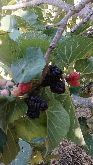 ağ tut bəhməzi: Məhsul: xartut (ağacdan təzə yığılmış) Təsvir: - Şəkillərdə — 1