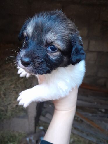 İtlər: Zvonok, 1 ay, Dişi, Ünvandan götürmə — 1