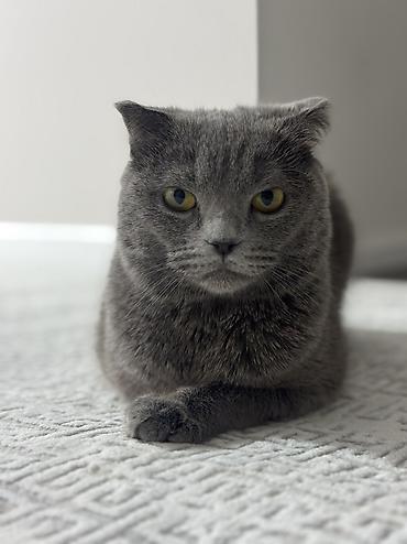 Шотландская кошка, окрас сплошной серый (blue). Плюшевая короткая