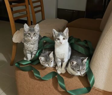 Pişiklər: Dişi, Yaxşı əllərə — 1