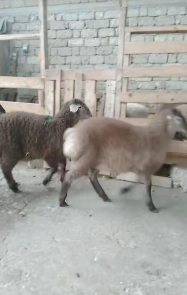 lalafo inek satisi: Qoyunlar – 3 baş - Cins: yerli yağlı quyruq (quyruqlu tip) — 4