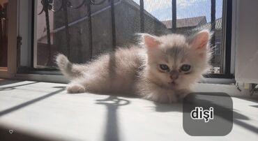 dişi pişik: Шиншилла, Самец, Самка, Самовывоз