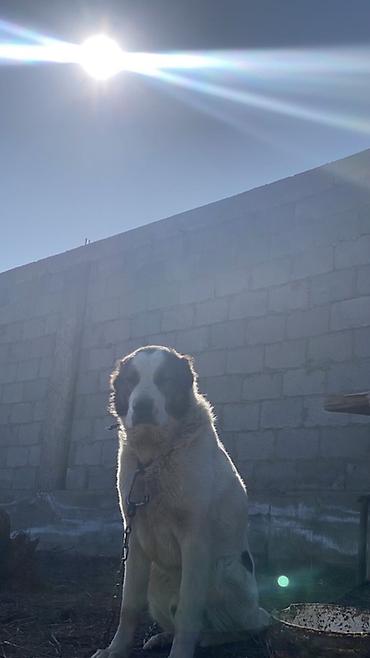 Вязка собак: Порода: среднеазиатская овчарка (алабай), . Окрас: белый с черными — 4