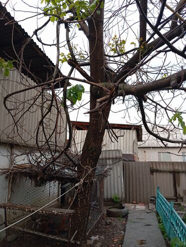 Другие пиломатериалы: Продаётся дерево грецкого ореха на корню