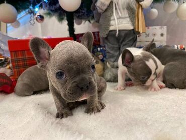 Psi: Francuski buldog štenci plave boje. Vakcinisani, spremni za novi dom — 8