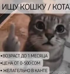 в связи с переездом отдам попугая жако в добрые руки: Ищу котёнка (кошку/кота). Заберу 16.12.2025 Требования: - Возраст: до